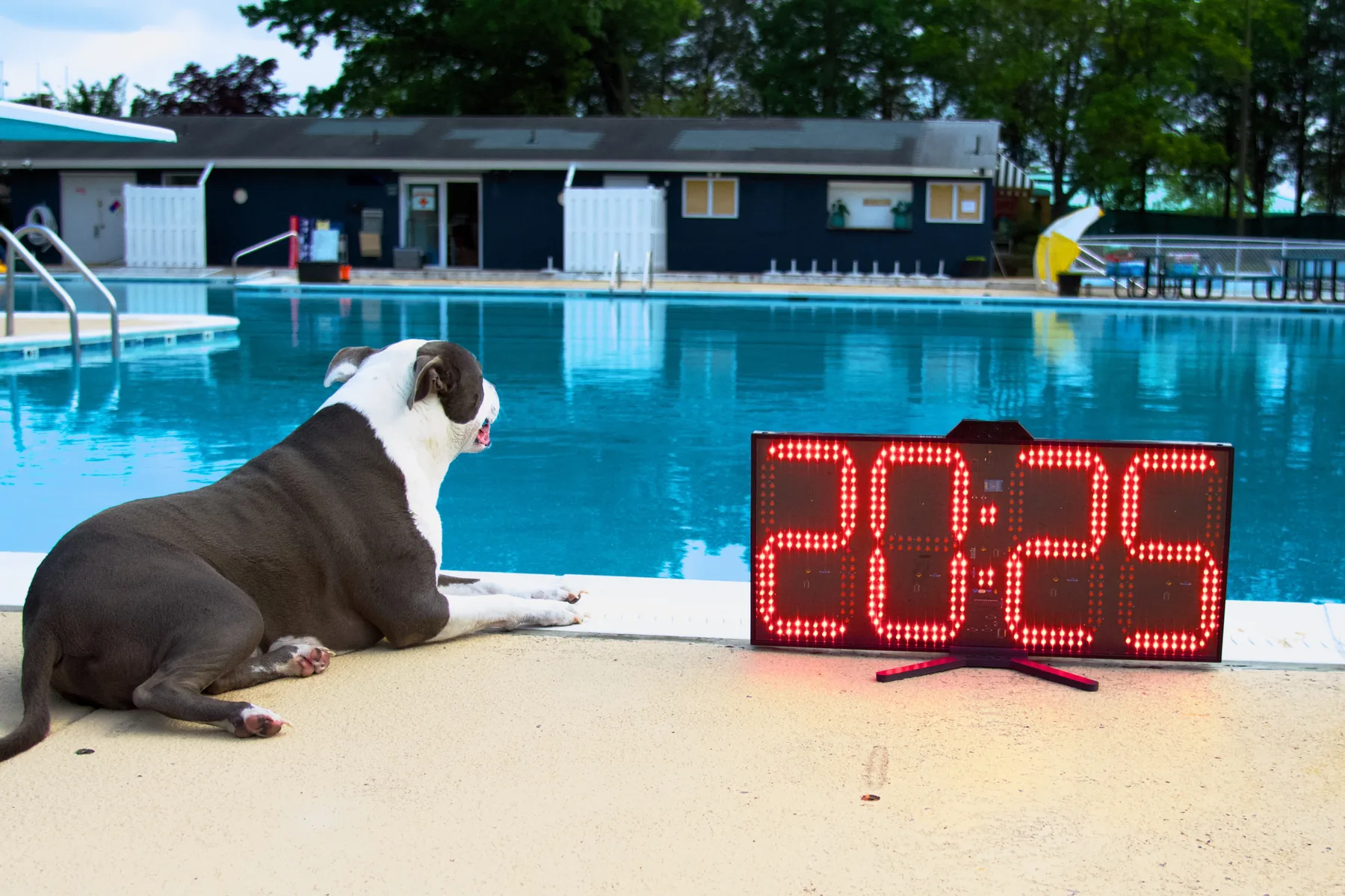 A dog sitting on the pool deck beside a Neon pace clock